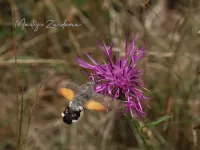 Pijlstaarten [Sphingidae]